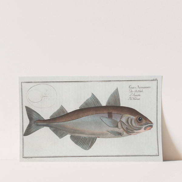 Gadus Aeglefinus, The Hadock. (1785-1797) by Marcus Elieser Bloch