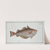 Gadus Barbatus, The Whiting Pout. (1785-1797) by Marcus Elieser Bloch