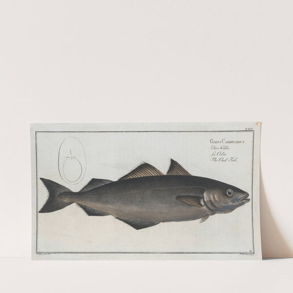 Gadus Carbonarius, The Coal Fish. (1785-1797) by Marcus Elieser Bloch