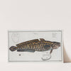 Gadus Lota, The Burbot. (1785-1797) by Marcus Elieser Bloch