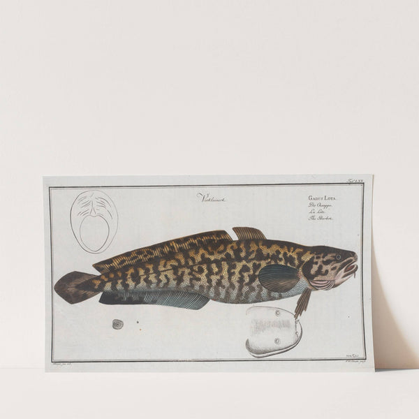 Gadus Lota, The Burbot. (1785-1797) by Marcus Elieser Bloch