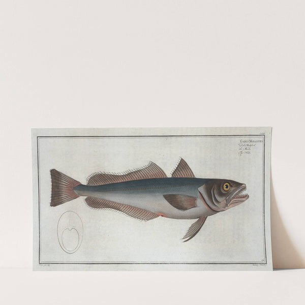 Gadus Merluccius, The Hake. (1785-1797) by Marcus Elieser Bloch
