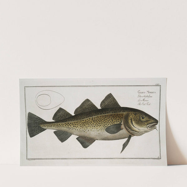 Gadus Morhua, The Cod Fish. (1785-1797) by Marcus Elieser Bloch