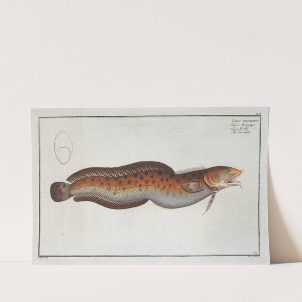 Gadus tricirratus, The Sea Loche. by Marcus Elieser Bloch