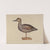 Gadwall Decoy by Samuel W. Ford