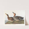 Gadwall duck by John James Audubon