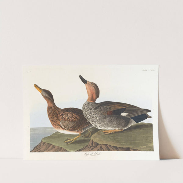 Gadwall duck by John James Audubon