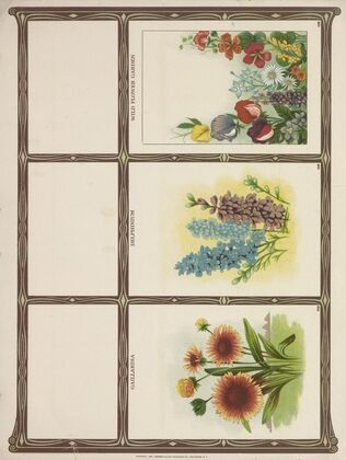 Gaillardia, Delphinium, Wtld flower garden (1921)