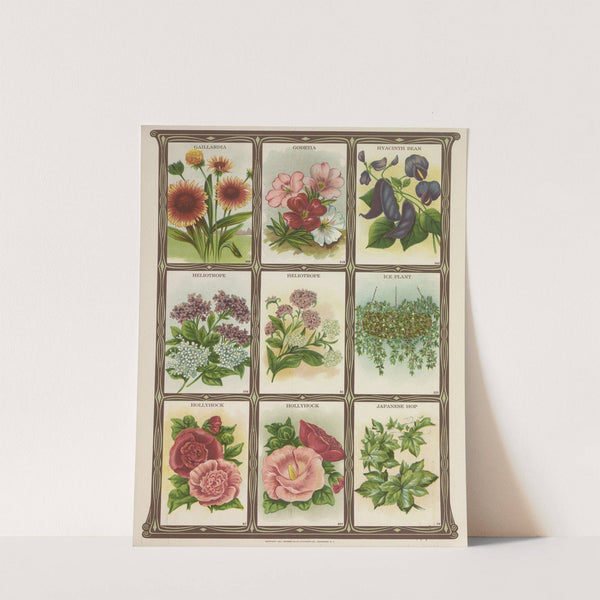 Gaillardia, Godetia, Hyacinth Bean, Heliotrope…. (1921) by Genesee Valley Lithograph Co.