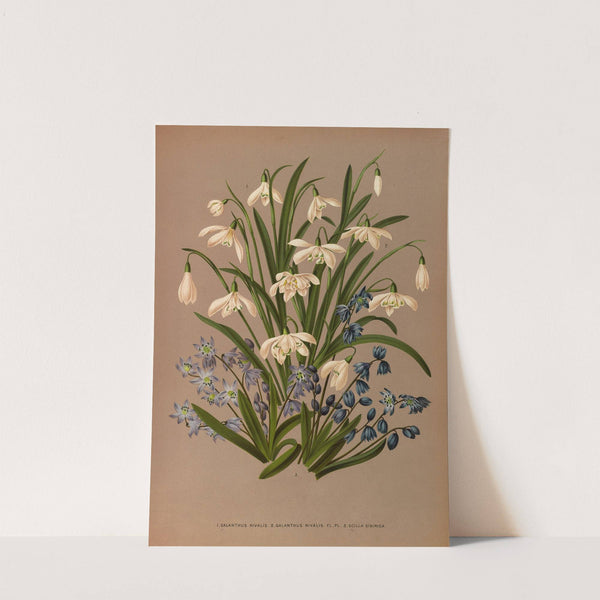 Galanthus Nivalis2 . Galanthus Nivalis Fl . Pl . 3. Scilla Sibirica (1872-1881) by Arentina Hendrica Arendsen