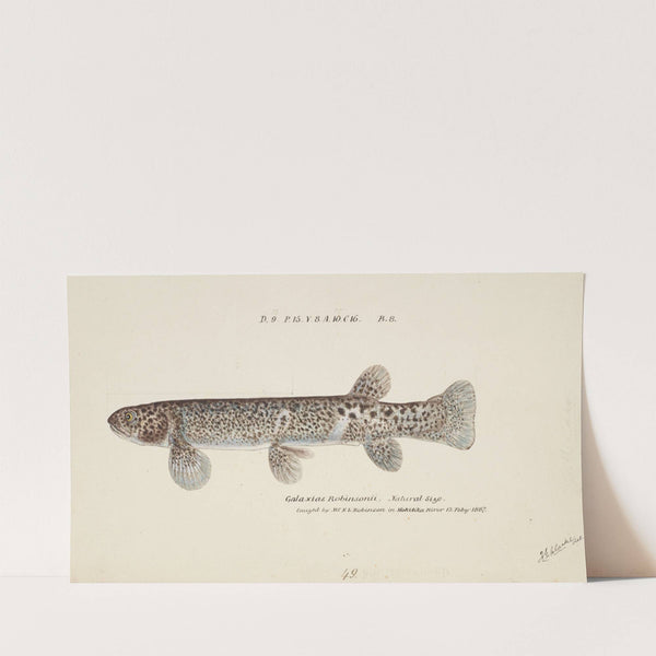 Galaxias brevipinnis (circa 1887) by Frank Edward Clarke