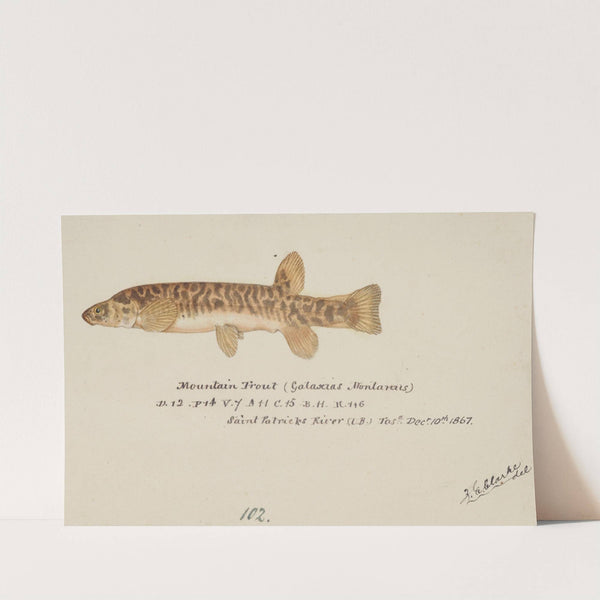 Galaxias olidus ( Mountain trout) by Frank Edward Clarke