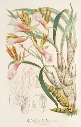 Galeandra barbata