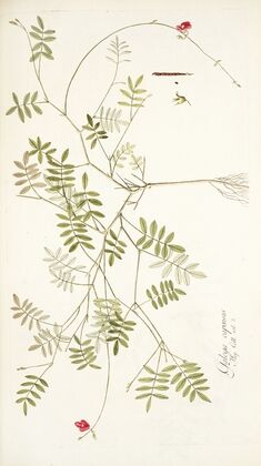 Galega capensis