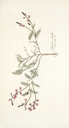 Galega dubia