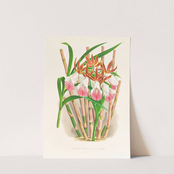 Galendra devoniana by Jean Jules Linden