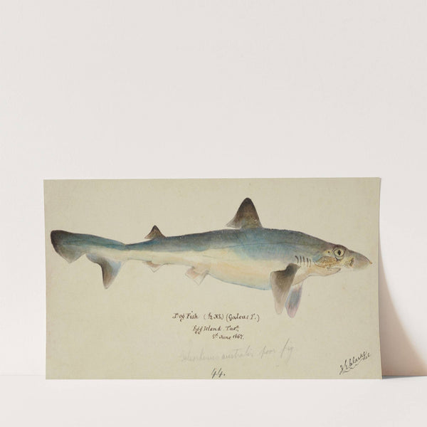 Galeorhinus galeus (Tas) : requiem shark (1867) by Frank Edward Clarke