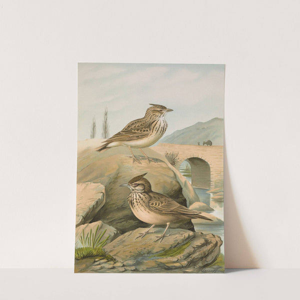 Galerida cristata, Galerida Theklae by Johann Friedrich Naumann