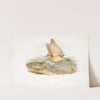Galerita cristata. Crested Lark. (1862-1873) by John Gould