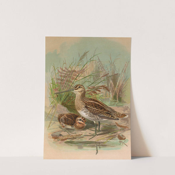 Gallinago gallinago by Johann Friedrich Naumann