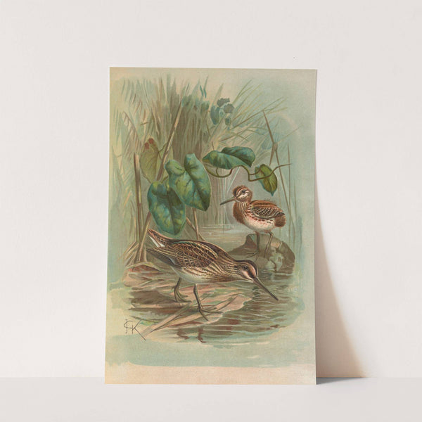 Gallinago gallinula by Johann Friedrich Naumann