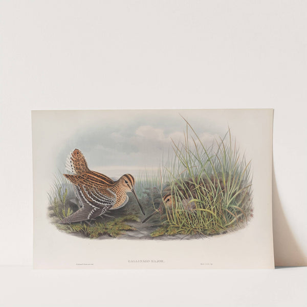 Gallinago major. Great Snipe. (1862-1873) by John Gould