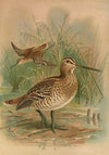 Gallinago major