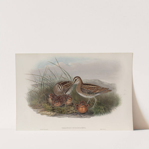 Gallinago scolopacina. Common Snipe. (1862-1873) by John Gould