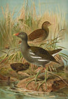 Gallinula chloropus