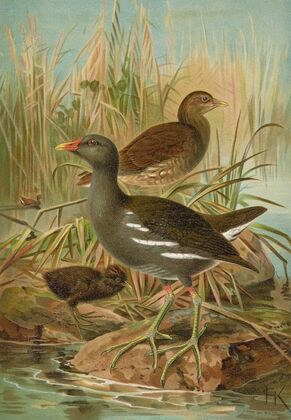 Gallinula chloropus