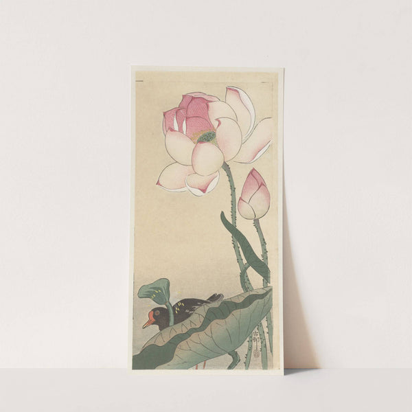 Gallinule with Lotus Flowers by Ohara Koson