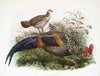 Gallus Sonneratii. (1872)