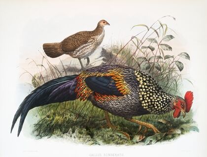 Gallus Sonneratii. (1872)