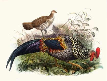 Gallus Sonneratii.