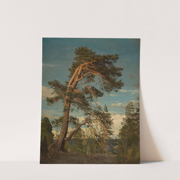 Gammel furu, øverst i Setesdal by Amaldus Nielsen