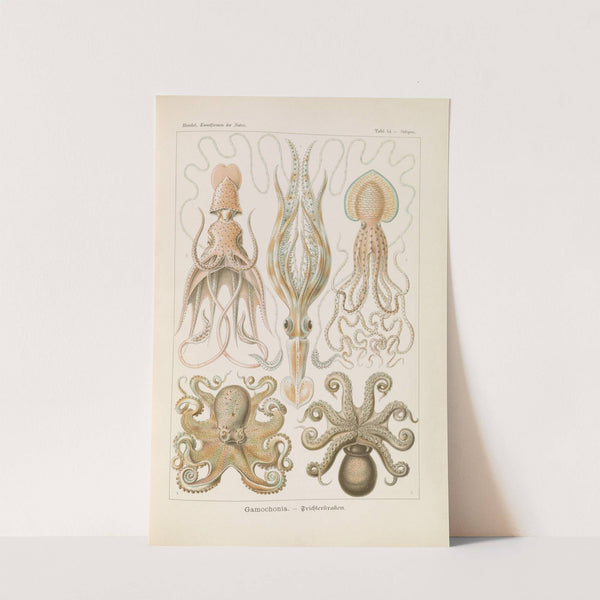 Gamochonia. - Trichterkraken by Ernst Haeckel