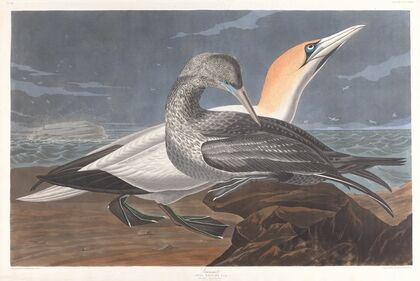 Gannet