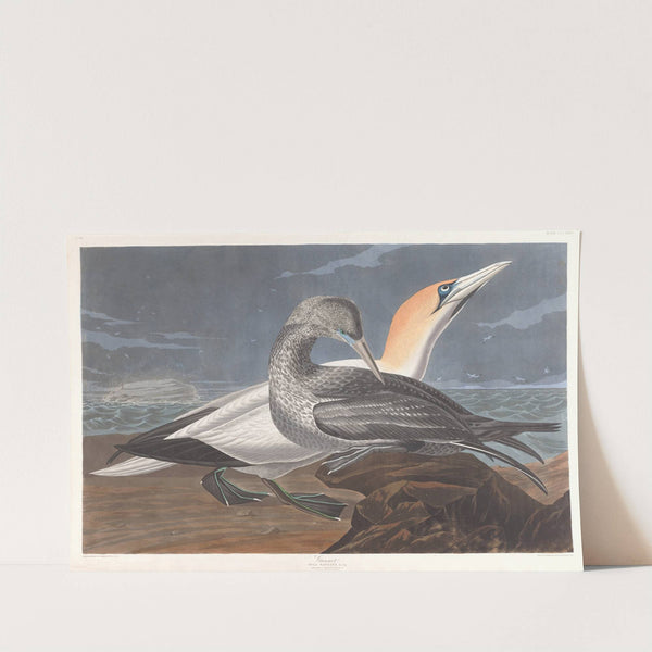Gannet by John James Audubon