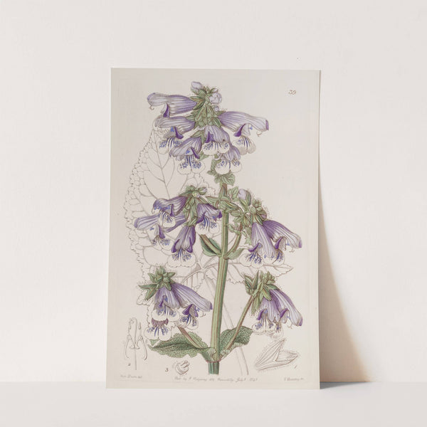 Gaping Sage by Sydenham Edwards