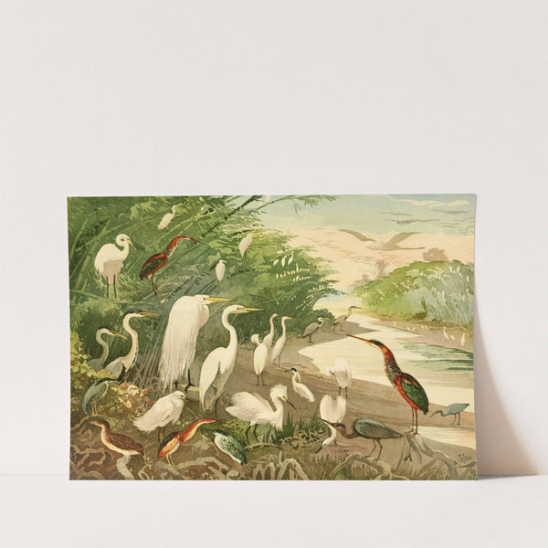 Garças by Emil August Göldi