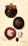 Garcinia mangostana