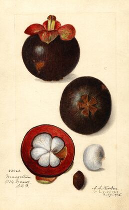 Garcinia mangostana