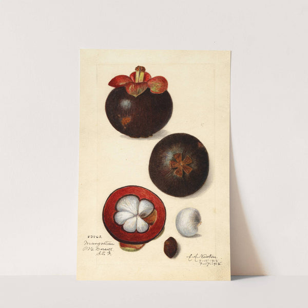 Garcinia mangostana by Amanda Almira Newton