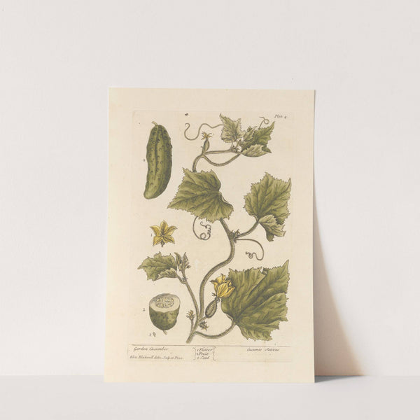 Garden cucumber by Elizabeth Blackwell