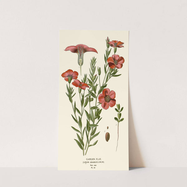 Garden Flax (1896-1897) by Edward Step