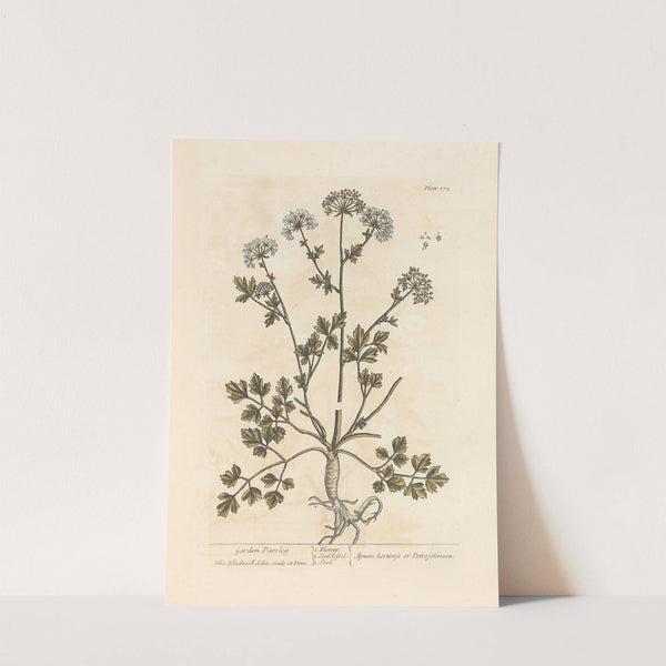 Garden parsley by Elizabeth Blackwell