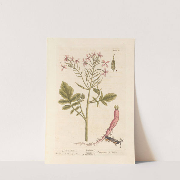 Garden radish by Elizabeth Blackwell