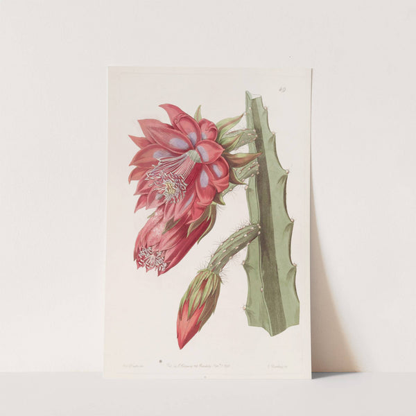 Garden Variety by Sydenham Edwards