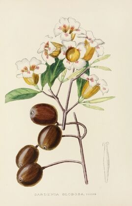 Gardenia Globosa