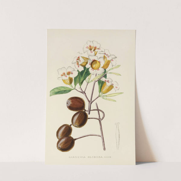 Gardenia Globosa by Illtyd Buller Pole-Evans